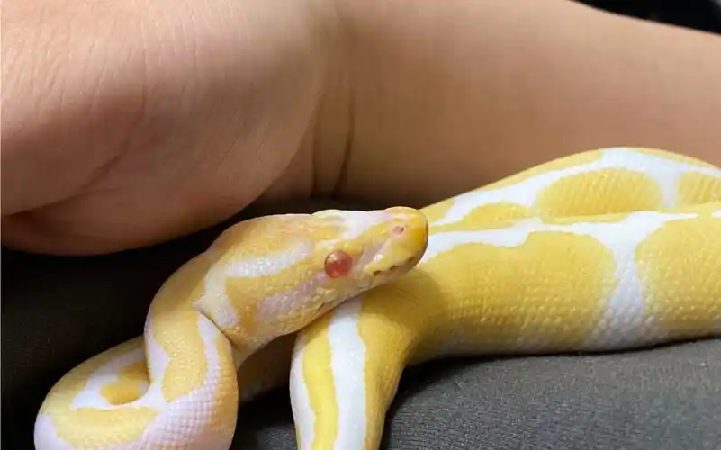 【白化球蟒】肉唧唧的球蟒来了嗷【球蟒】蓝眼露西长达15分钟的进食