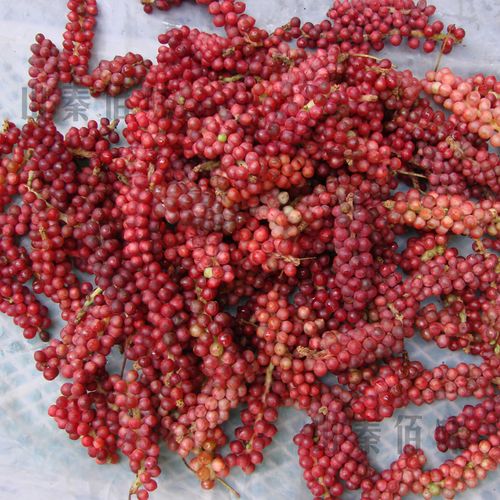 陕西秦岭山新鲜五味子鲜果现采摘生吃天然南五味水果泡酒助眠秤砣