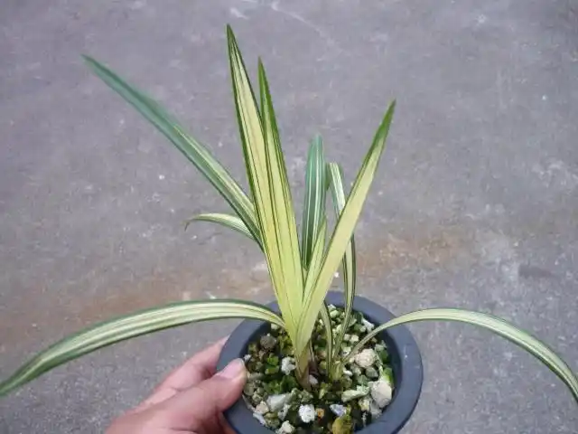 极品~寒兰中透 - 中国兰花交易网