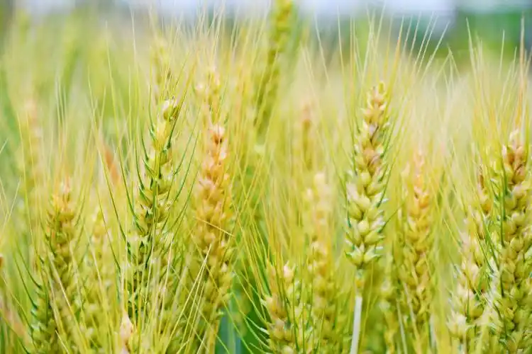 成熟的麦穗原创拍摄