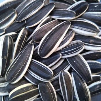 糜岚(mielanat)生葵花籽原味生瓜子内蒙新鲜葵瓜子大颗粒瓜子非熟货