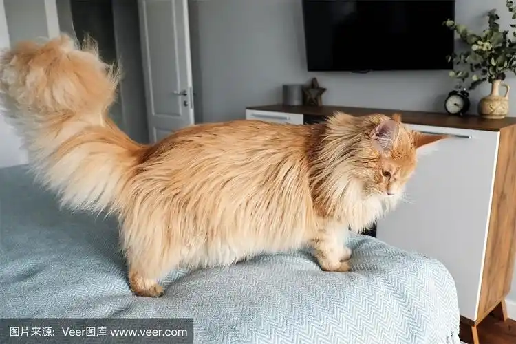 房间的床上有一只漂亮的橙色缅因猫.