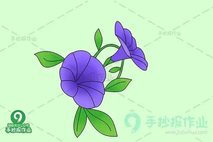 牵牛花简笔画涂色彩铅简单