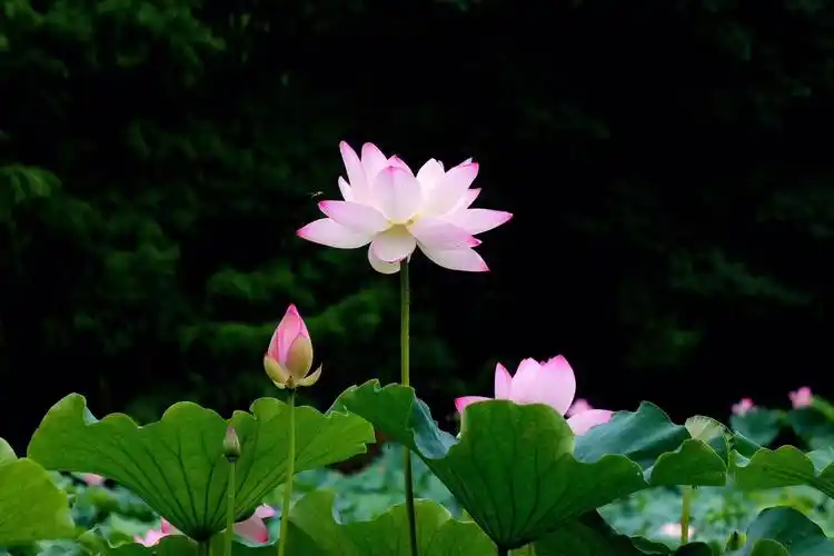禅诗100首,荷花100幅.