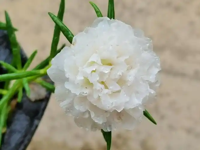 白色太阳花 - bee秋 - 图虫