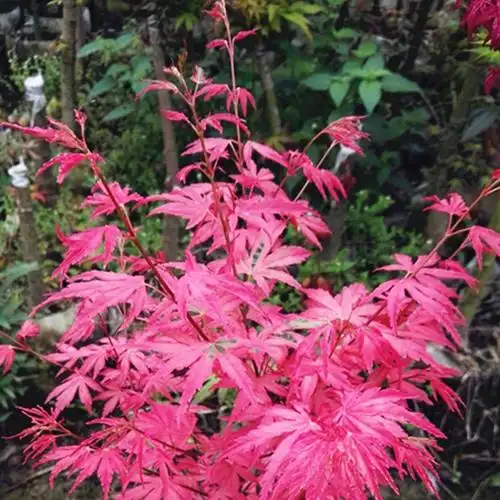 泰勒枫树 粉红色系阳台盆栽观赏植物槭树进口彩叶日本红枫树苗