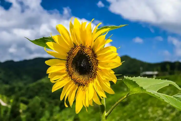 那年向日葵盛开的夏天