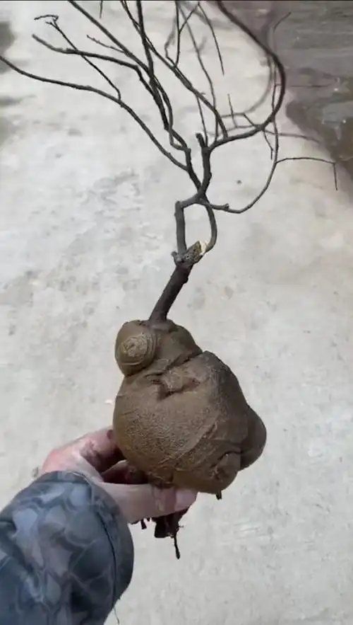 放牛山上捡到的,拿回来有人说这个叫黄金朴树,可以上万,大家帮我看看