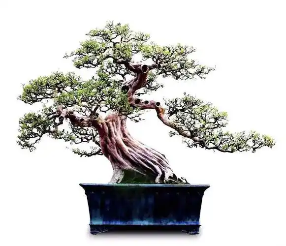 一盆九里香阳台香飘飘6款盆景造型玩法哪一款受你青睐