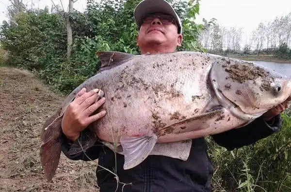 男子钓到40斤重大花鲢鱼,舍不得杀来吃:养着做传家宝