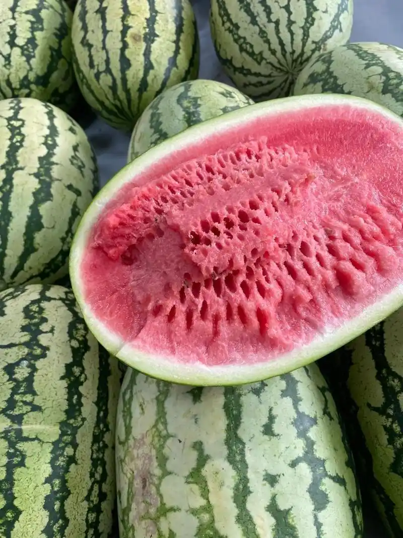 石缝西瓜 硒砂瓜,又叫励志瓜,长在石头缝中,这里的西 瓜色自然生长