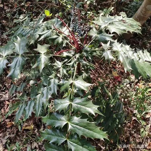 农村常见植物刺黄连,药用价值大,很少人知道
