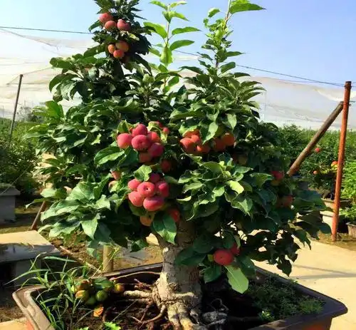 阳台别养花了!几种"果树"盆栽,果肉风味独特,好种成功率高!