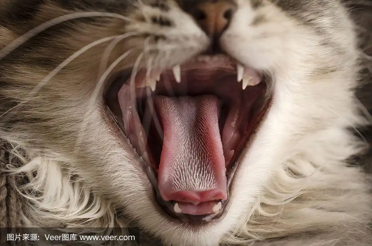 猫的舌头,特写,微距