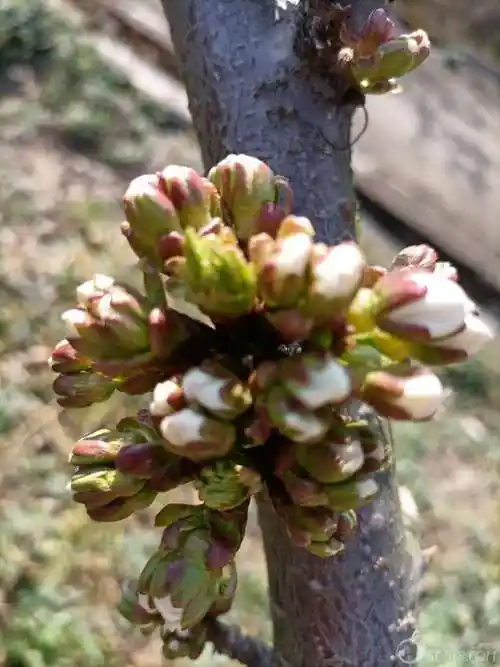 平武县高村乡弘安农业车厘子快开花了