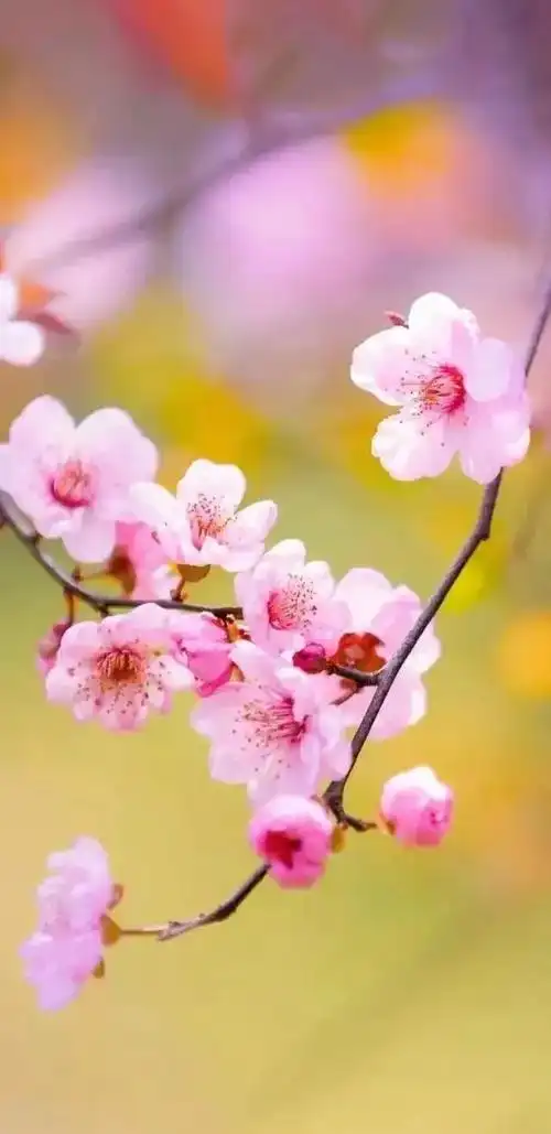 花草图片大全高清唯美(紫色花草图片大全唯美)-措必培