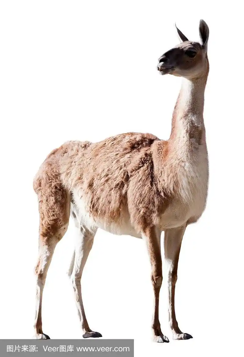 美洲驼.孤立在白色