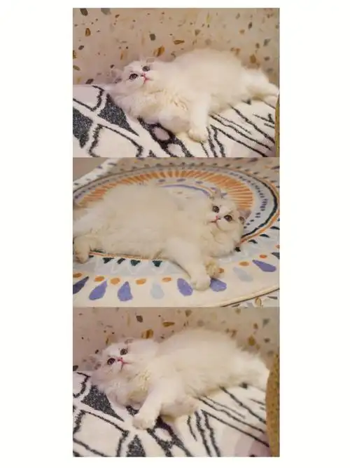 布偶猫豆沙包的三屏壁纸分享给大家