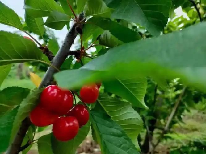 又大又红甜樱桃