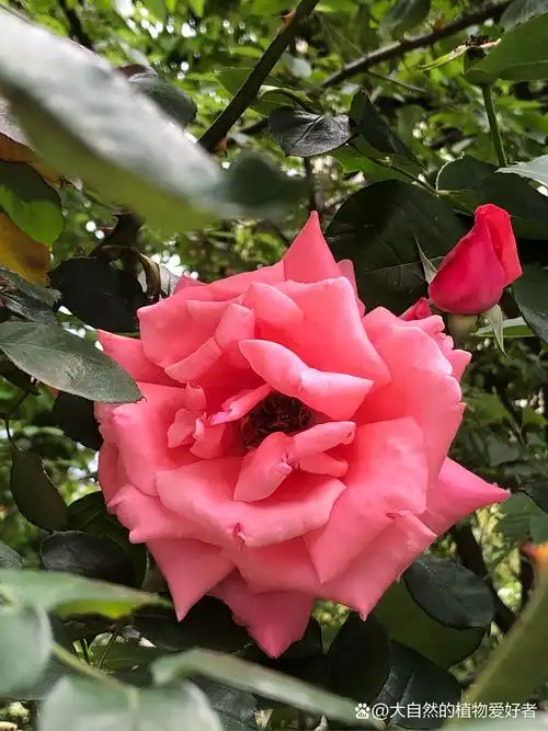 月季可谓花卉界的杠把子,四季开花,每个季节都是明艳的存在,因此也叫