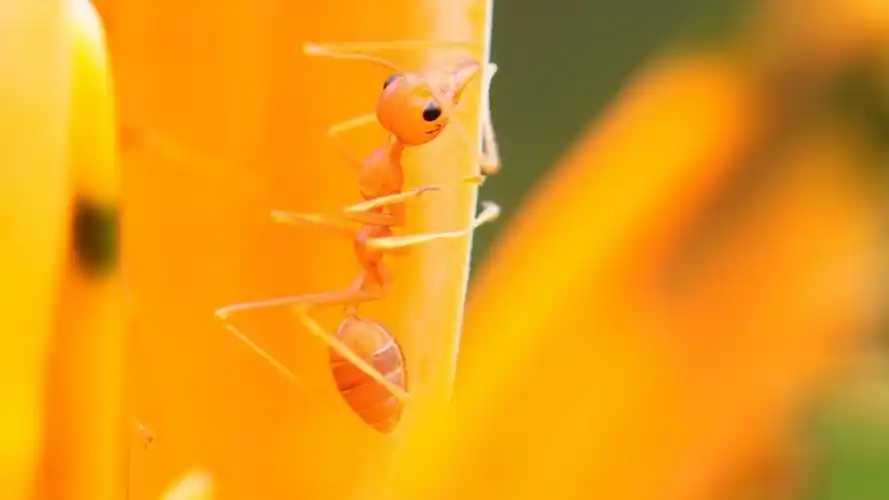 橙色蚂蚁壁纸
