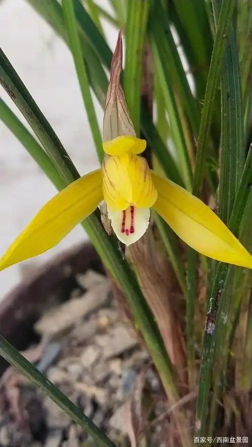 春兰,兰花色花花