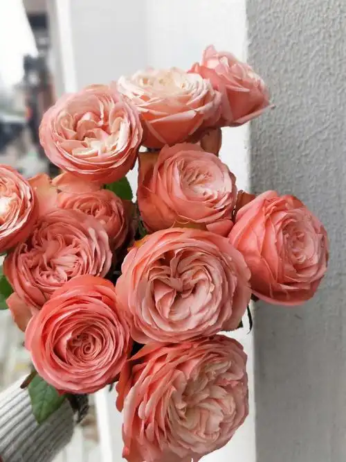 卡哈拉玫瑰儿时就爱上这抹橘粉色