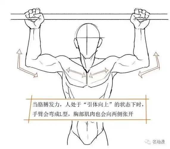 每日一练肌肉男的标志性动作画法
