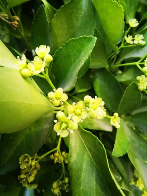 冬青卫矛开花了你见过吗