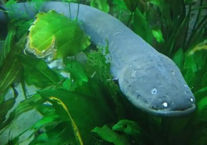 亚马逊河流的电鳗,放电最高800伏