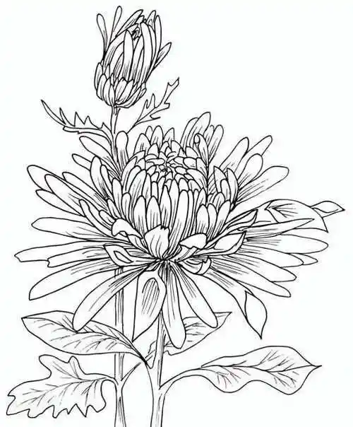 20张菊花白描线稿资料,经典实用!