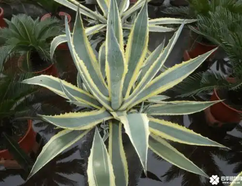 非常具有观赏价值,是点缀居室环境的优良观赏植物,金边龙舌兰的养殖