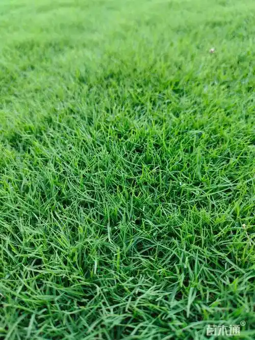 90草卷状马尼拉草若干￥3.50草块状果岭草若干￥2.50草卷状果岭草