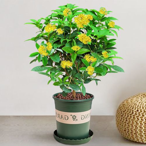 【富贵开花】四季桂花盆栽 带香味阳台室内外绿植富贵树盆景-q1