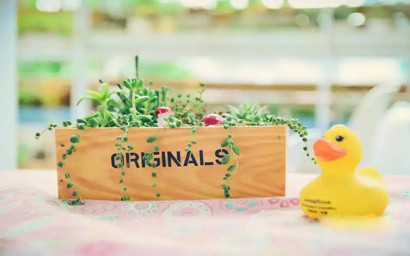 小清新唯美绿色盆栽高清桌面壁纸