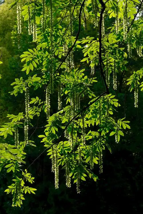 图为枫杨树结的果实.