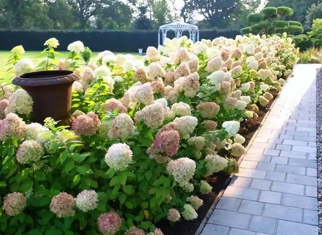 有院子就种圆锥绣球,小庭院美得不食人间烟火