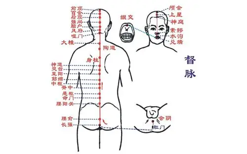 人体经络图 督脉