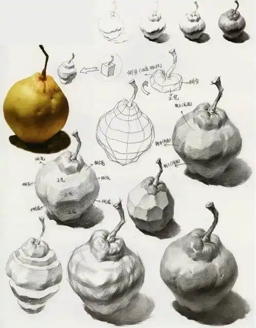 梨的结构分析素描静物梨单体的刻画方法