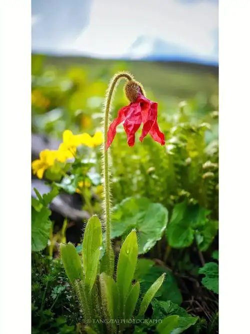 红花绿绒蒿meconopsispunicea