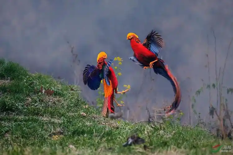 泉水湾锦鸡打起来了!