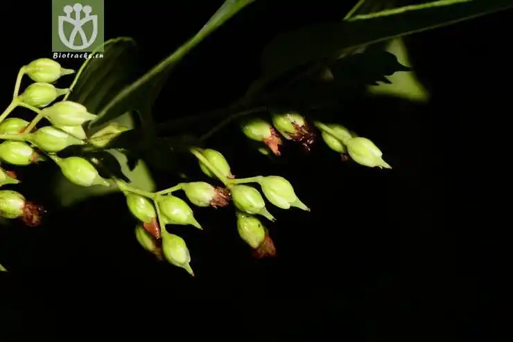 sladenia celastrifolia毒药树【z】2013-07-18xx-yn (0).