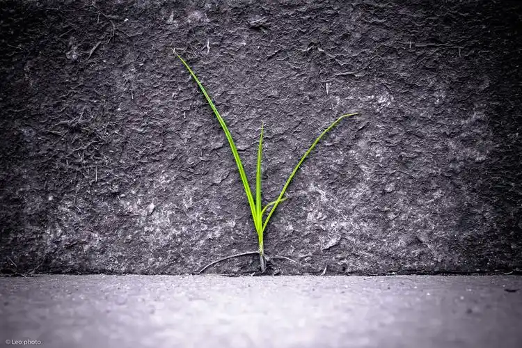 怒放的生命 - 怒放的生命 - 35mmf8 - 图虫摄影网