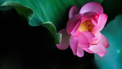 雨荷电脑屏保图分辨率r1920x1080