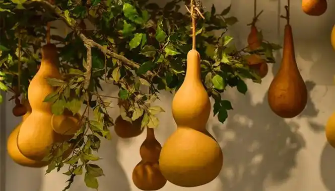 梦见葫芦藤上长着葫芦