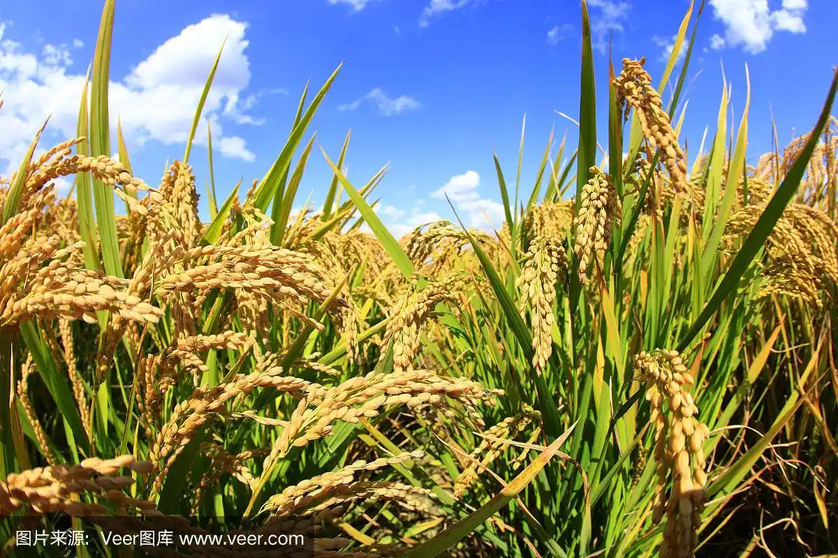稻田里成熟的稻子,蓝天下白云