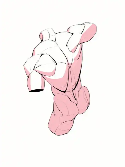 男性躯干结构以及躯干结构怎么画素材分享