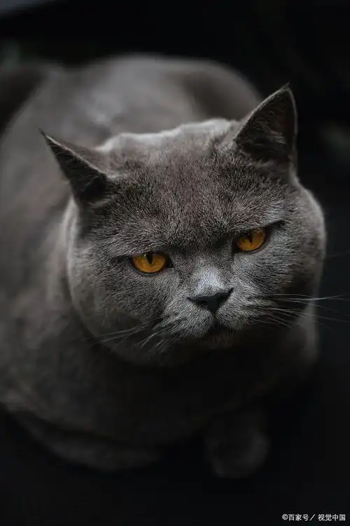 灰色猫有哪些品种?