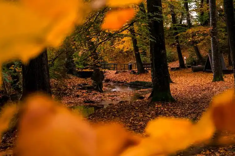 褐色干树叶的浅焦照片