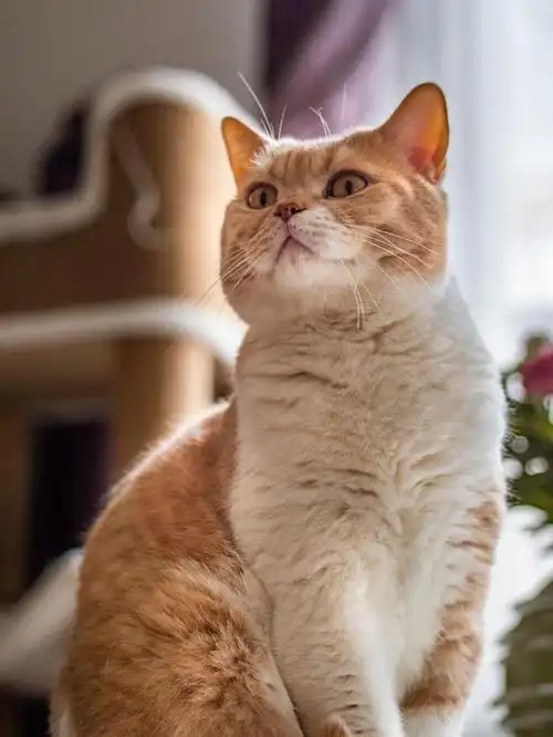 中华田园猫作为猫咪中的"国货之光",广受好评.